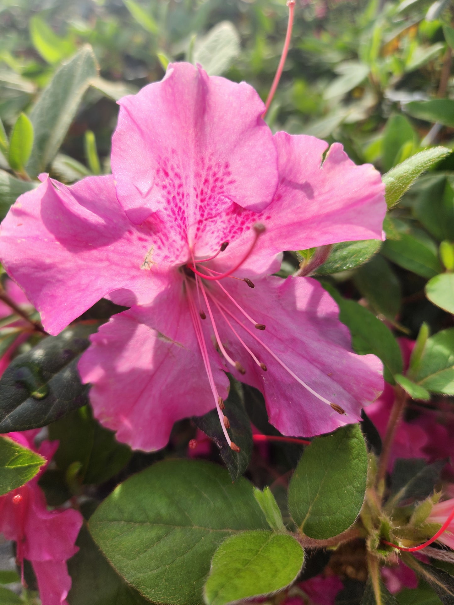 Azalea, Evergreen Hybrid 'Encore Autumn Royalty' (Rhododendron)