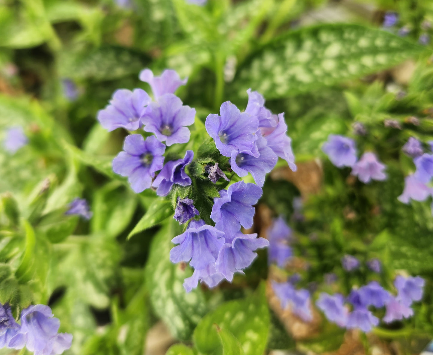 Lungwort 'Trevi Fountains' (Pulmonaria)