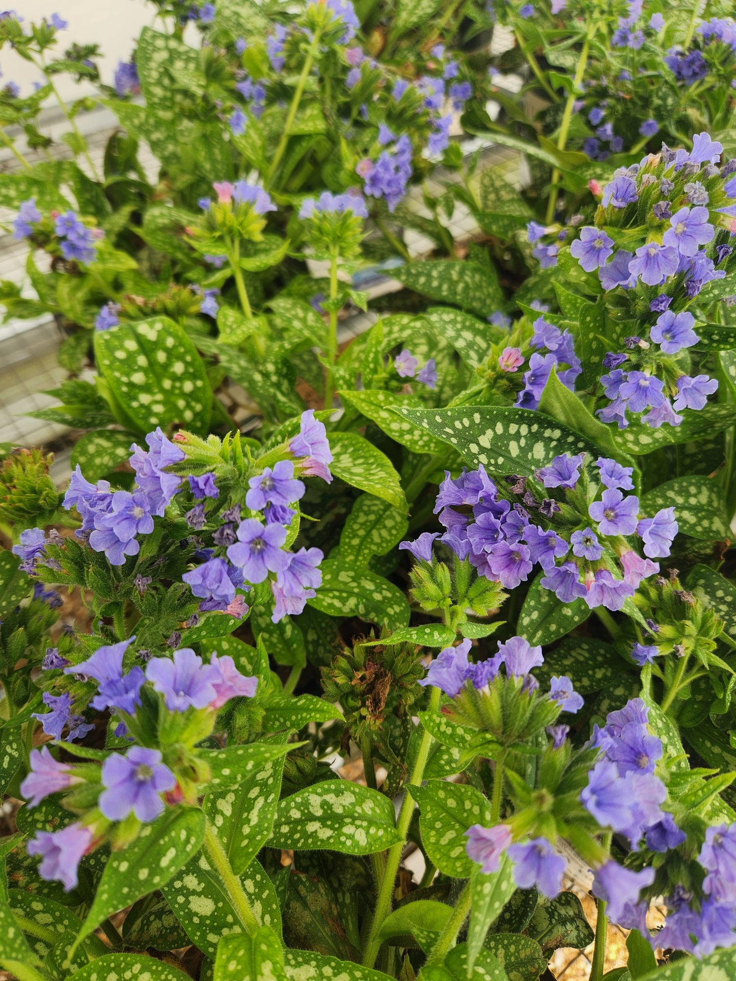 Lungwort 'Trevi Fountains' (Pulmonaria)