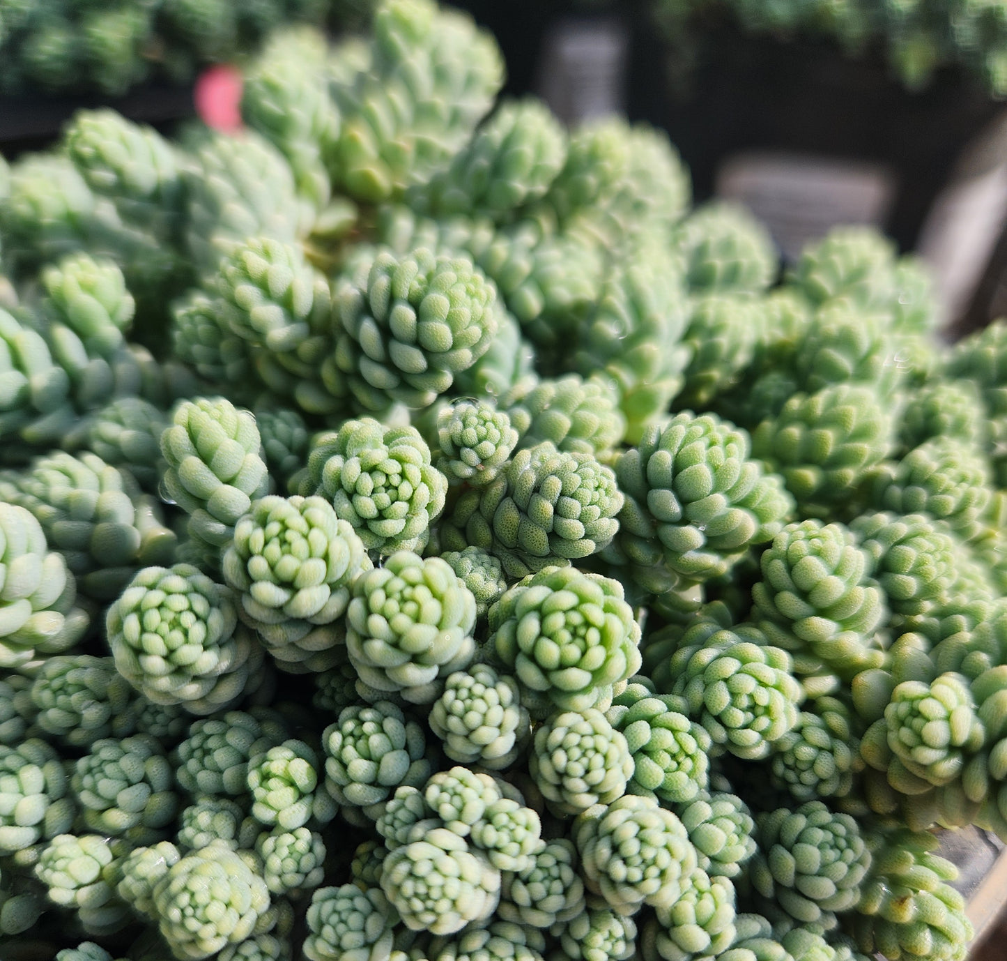 Stonecrop, Corsican / Major