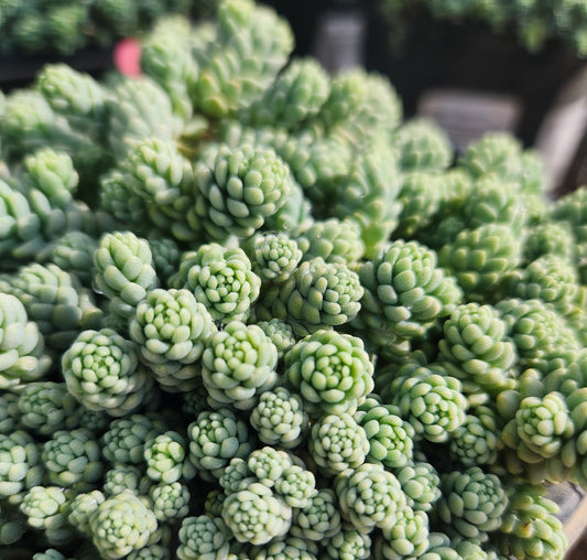 Stonecrop, Corsican / Major