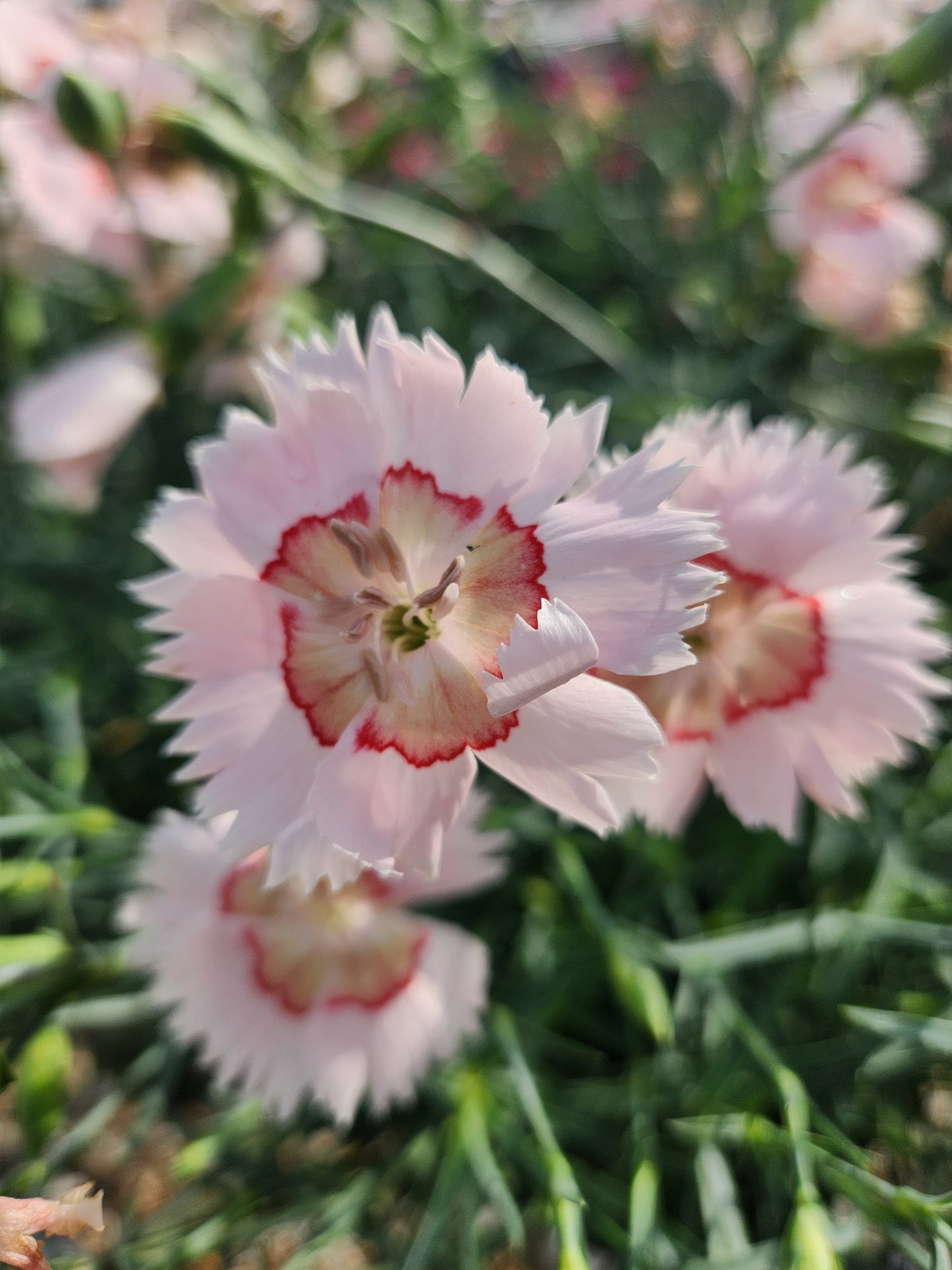 Pinks, Carnation Cheddar 'American Pie Georgia Peach' (Dianthus)