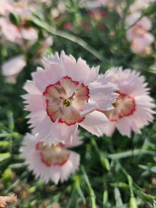 Pinks, Carnation Cheddar 'American Pie Georgia Peach' (Dianthus)