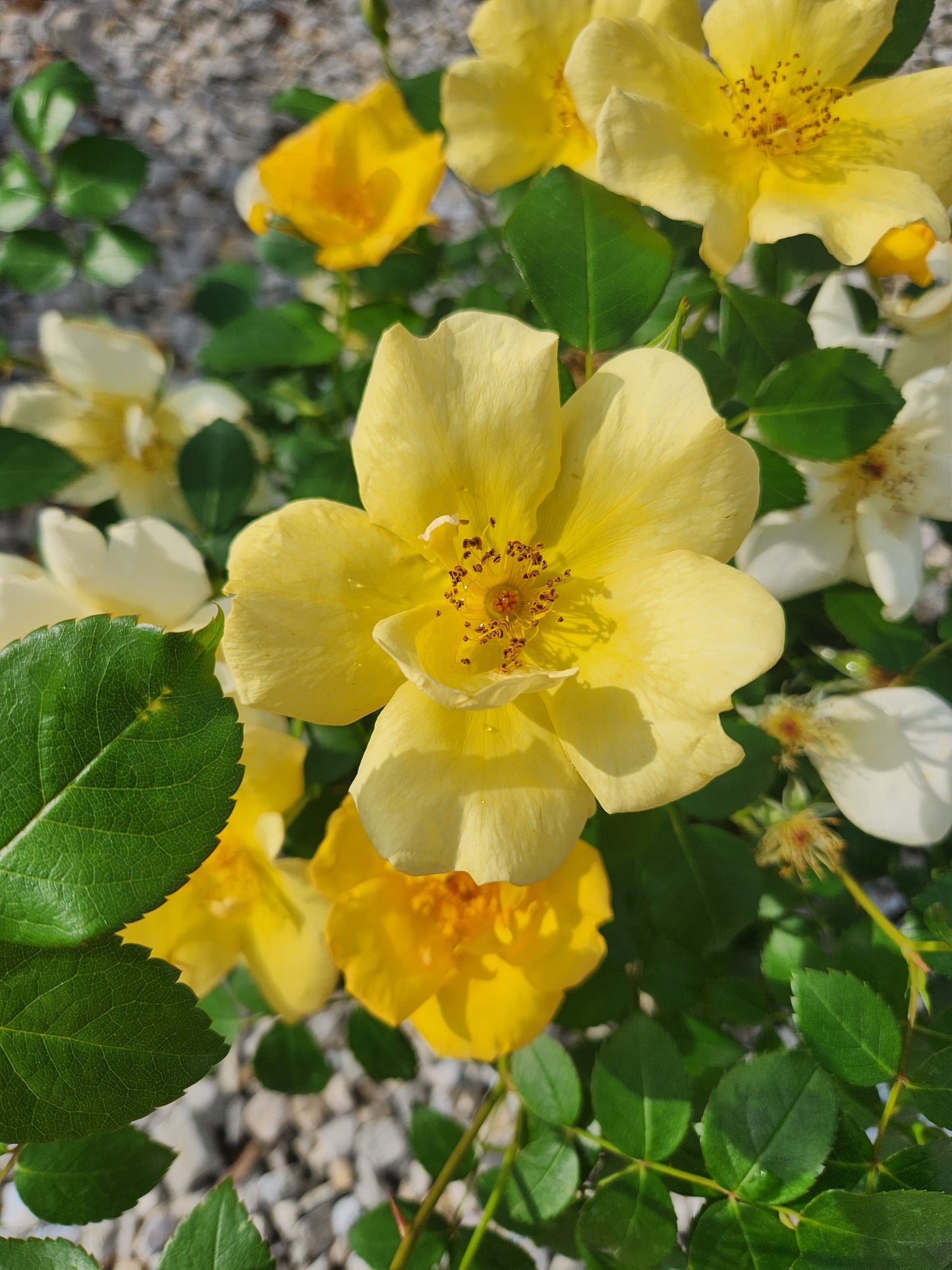Rose, Shrub 'Easy Bee-zy Knock Out' (Rosa)