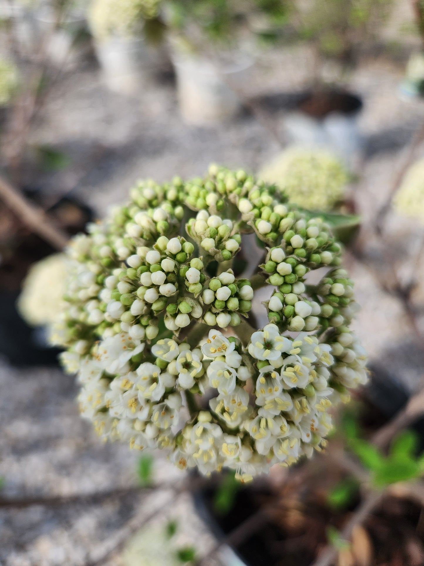 Viburnum, Wayfaring Leatherleaf 'Alleghany' (Viburnum)