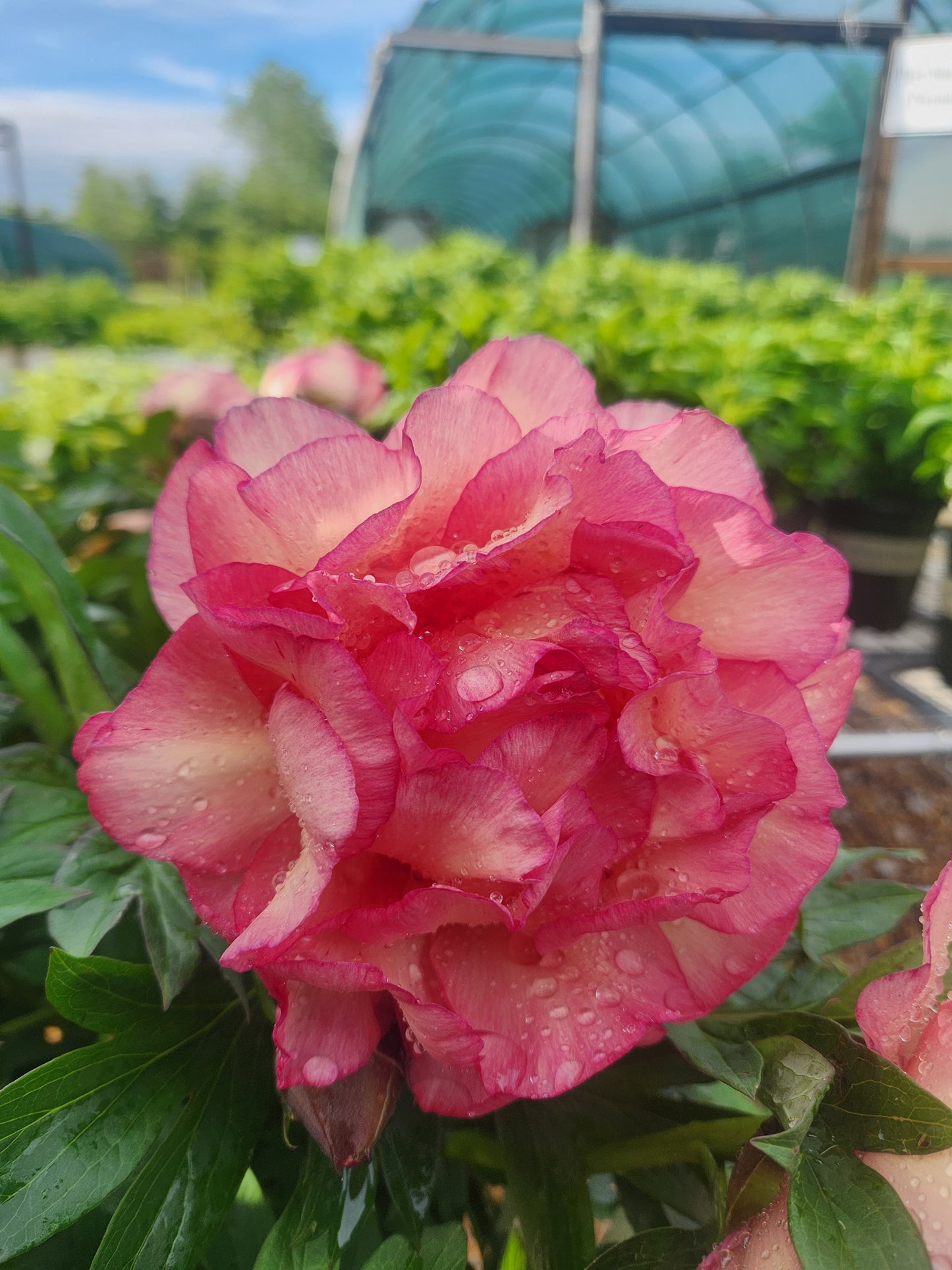 Peony, Itoh 'Garden Candy Simply Scrumptious' (Paeonia)