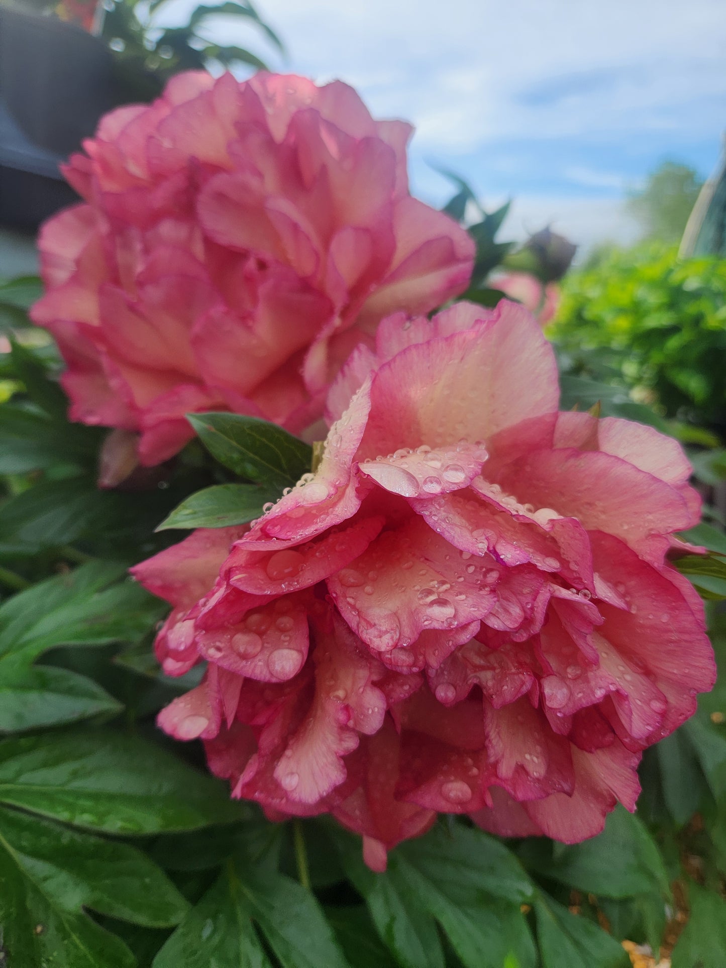 Peony, Itoh 'Garden Candy Simply Scrumptious' (Paeonia)