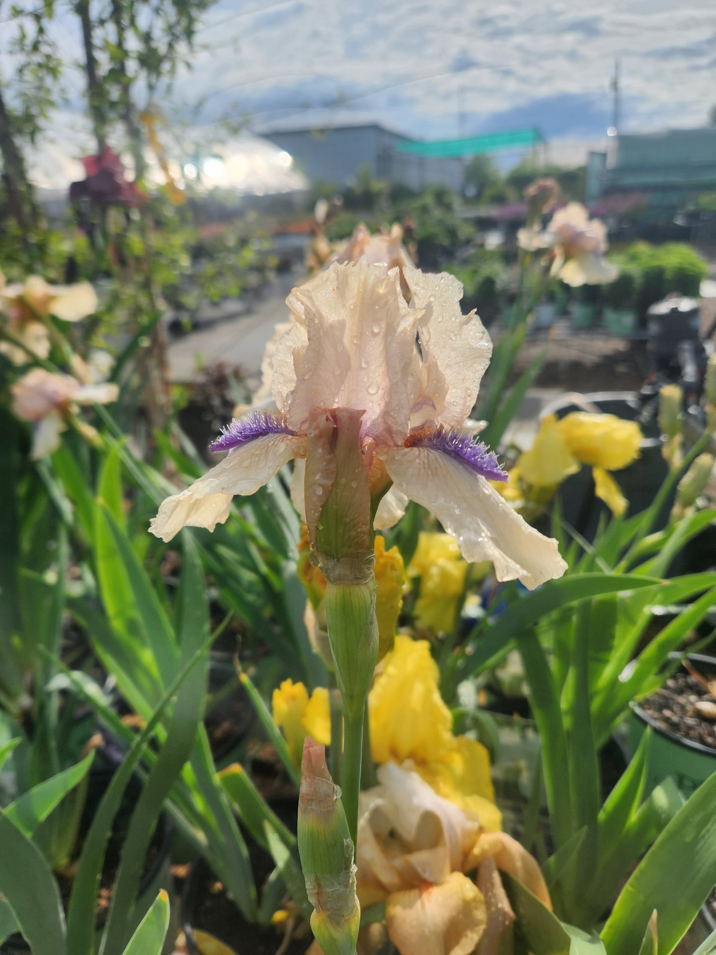 Iris, German Bearded 'Concertina' (Iris)