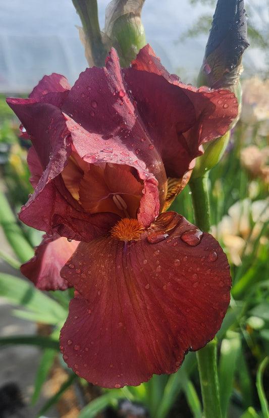 Iris, German Bearded 'My Friend Jonathan' (Iris)