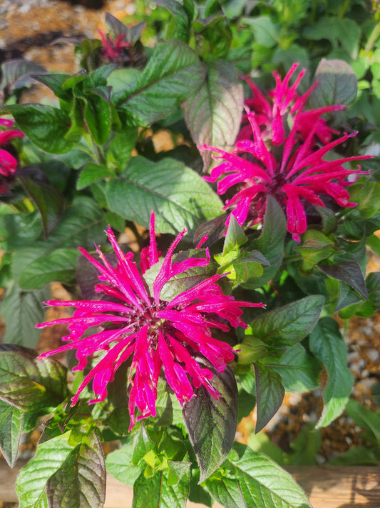 Beebalm 'Leading Lady Razzberry' (Monarda)