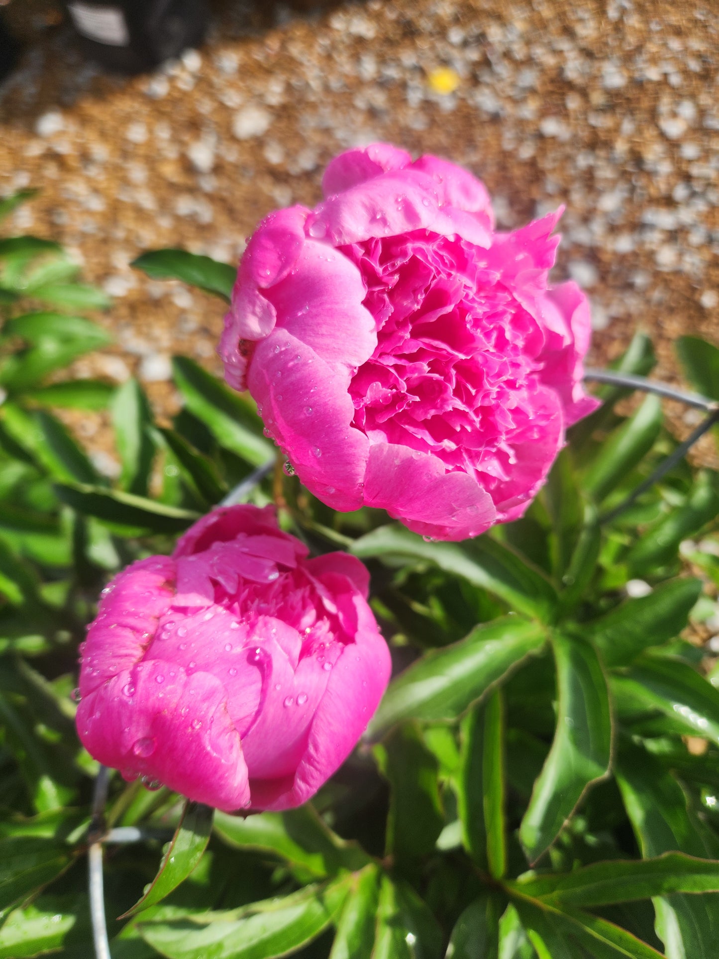 Peony 'Petite Renee' (Paeonia)
