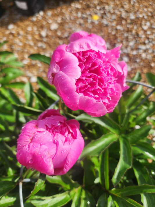 Peony 'Petite Renee' (Paeonia)