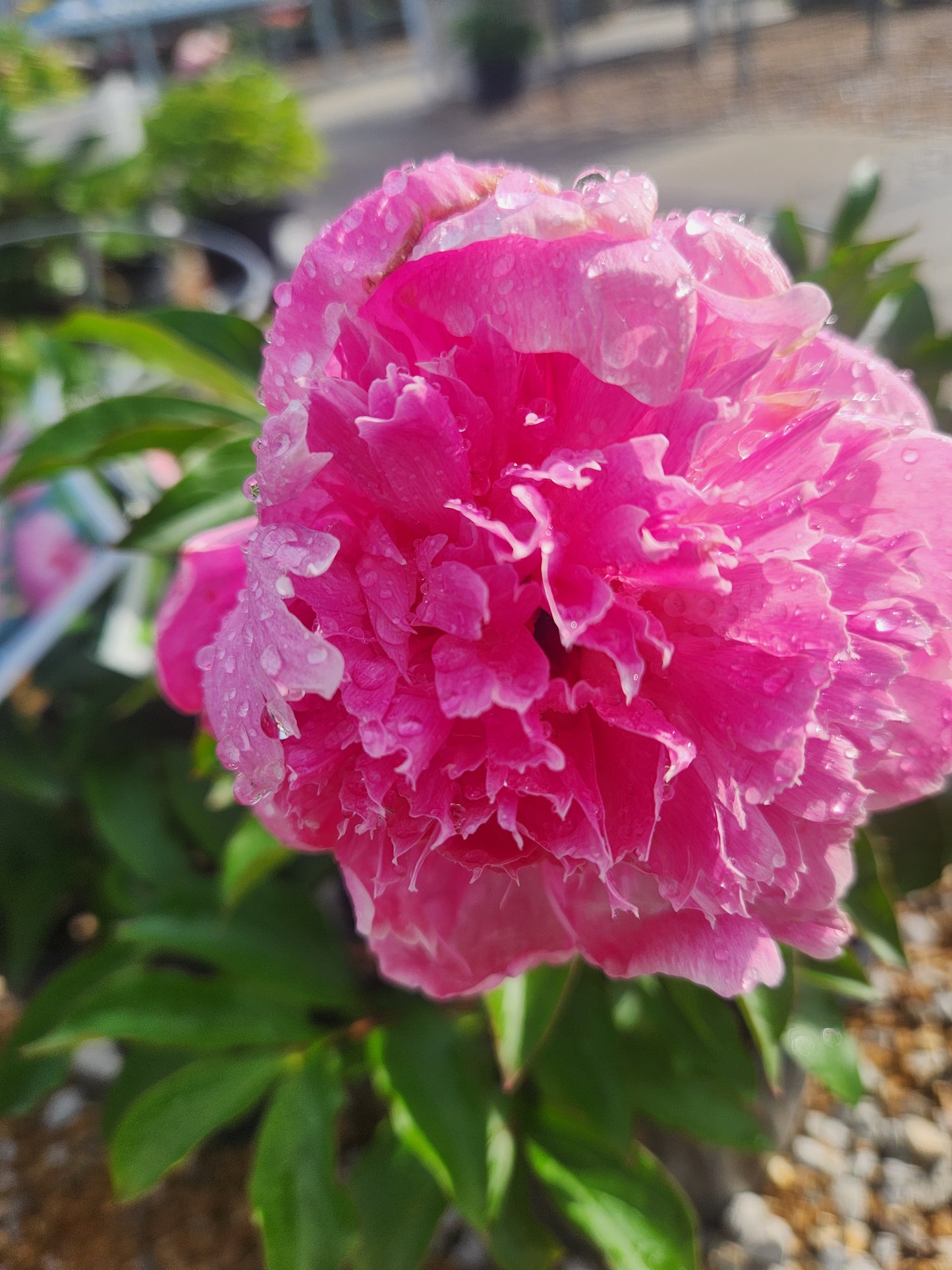 Peony 'Petite Renee' (Paeonia)