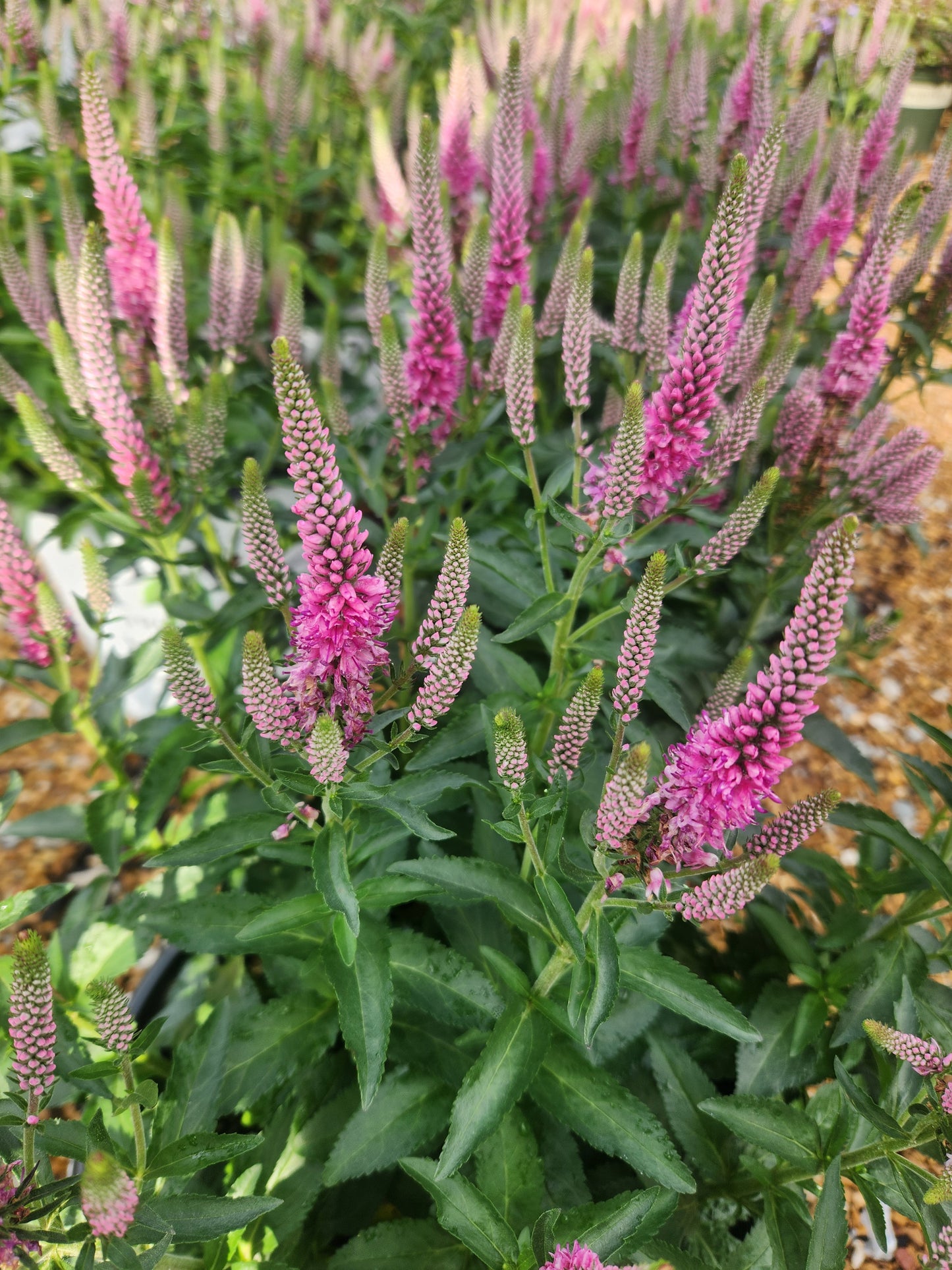 Speedwell, Spiked 'Magic Show Pink Potion' (Veronica)