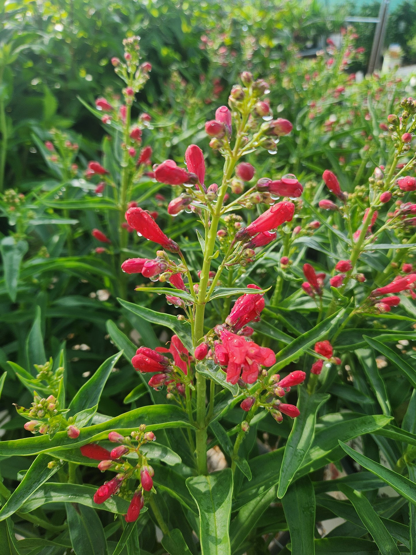 Beardtongue 'Coral Baby' (Penstemon)