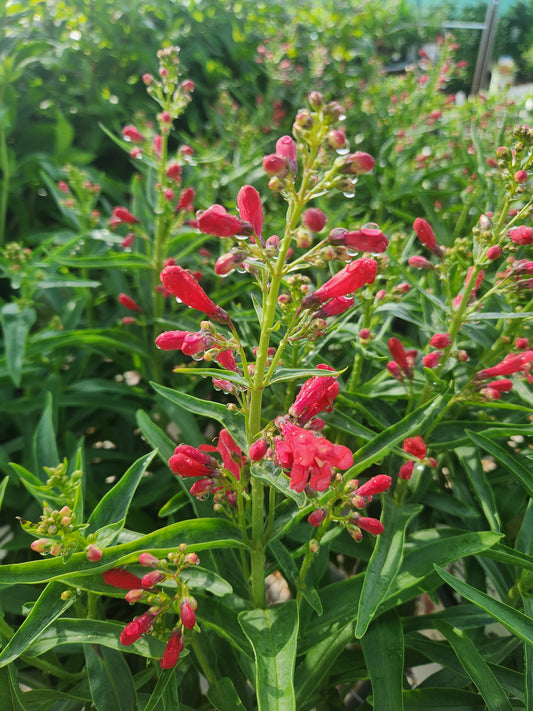 Beardtongue 'Coral Baby' (Penstemon)