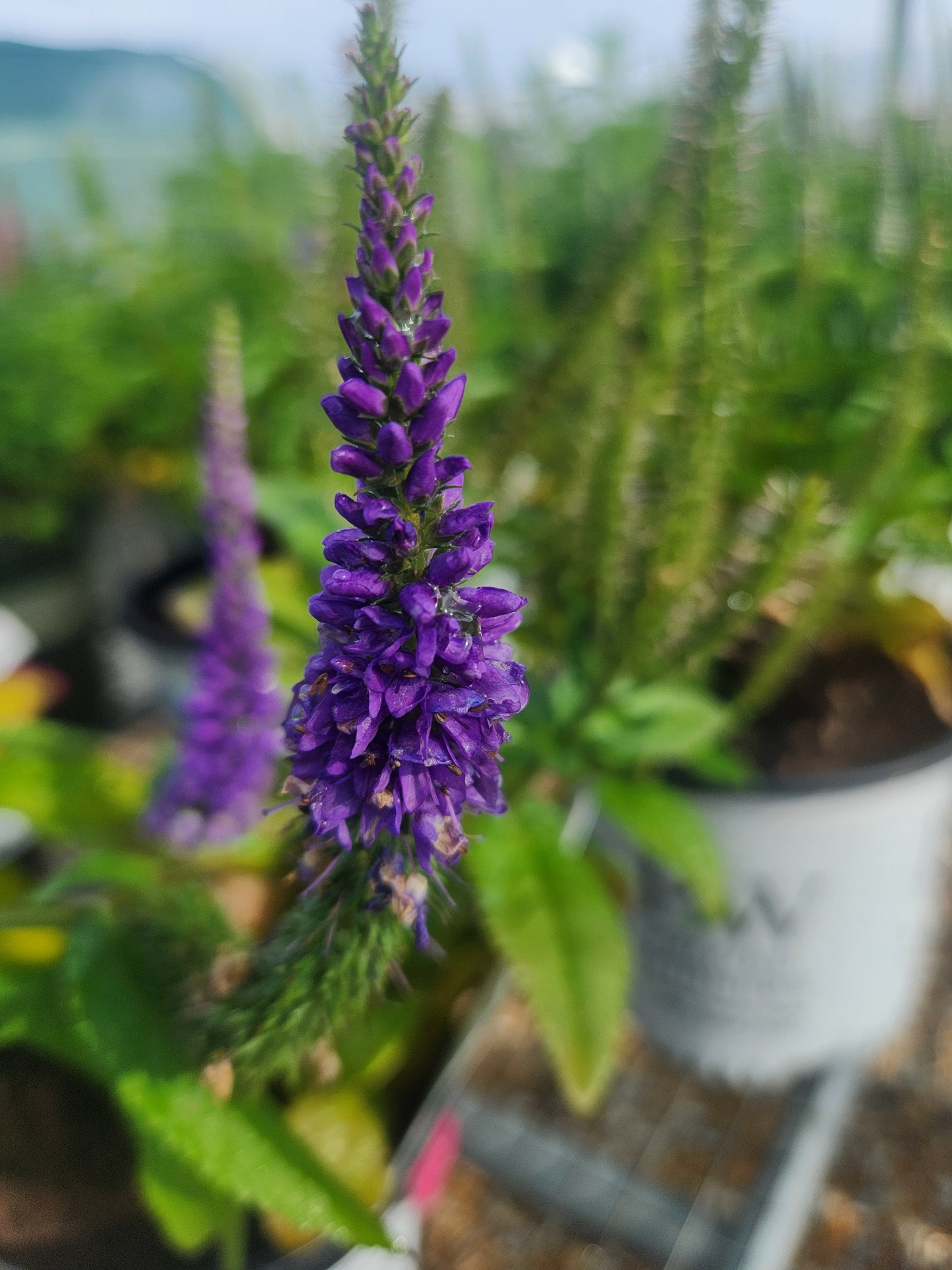 Speedwell, Spiked 'Candela Blue' (Veronica)