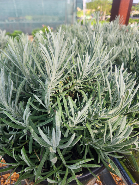 Lavender, English 'Hidcote Giant' (Lavendula)