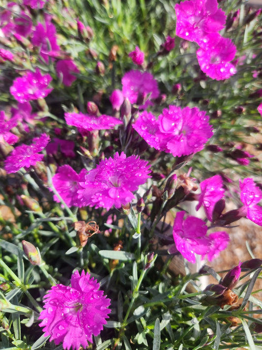 Pinks, Carnation 'Paint the Town Fuchsia' (Dianthus)