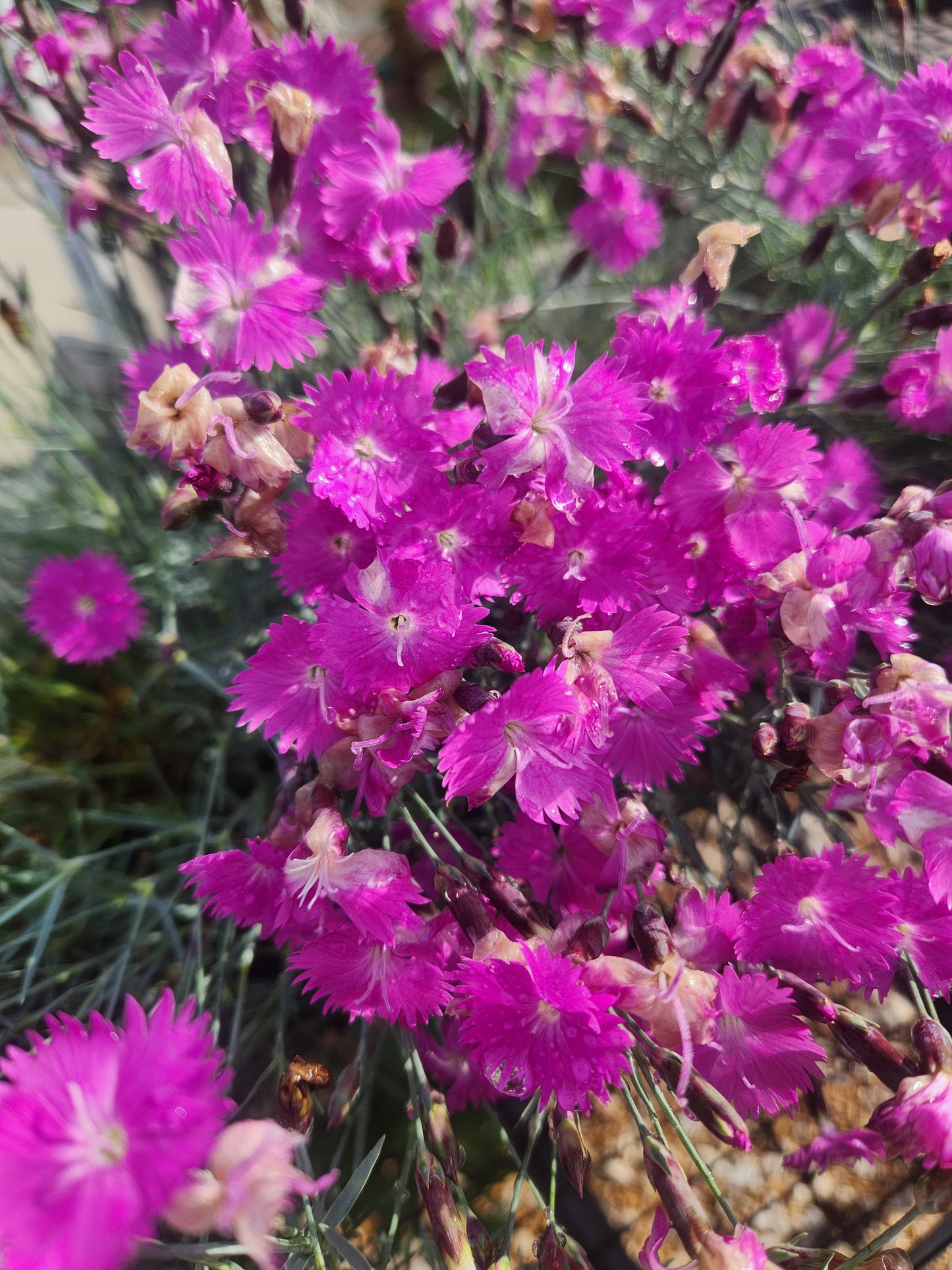 Pinks, Carnation Cheddar / Clove 'Firewitch' (Dianthus)