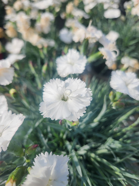 Pinks, Carnation Cottage 'Scent from Heaven Angel of Purity'