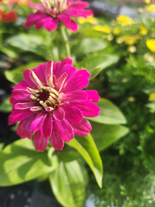 Zinnia, Zesty Series (Zinnia)