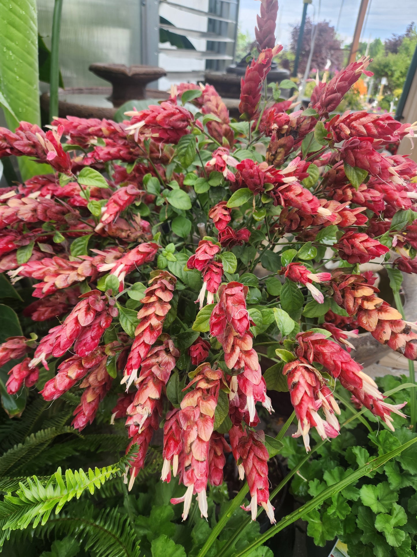 Shrimp Plant, Red (Justicia) Patio Tree