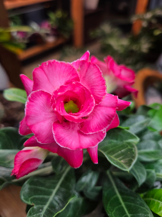 Desert Rose, Assorted (Adenium)