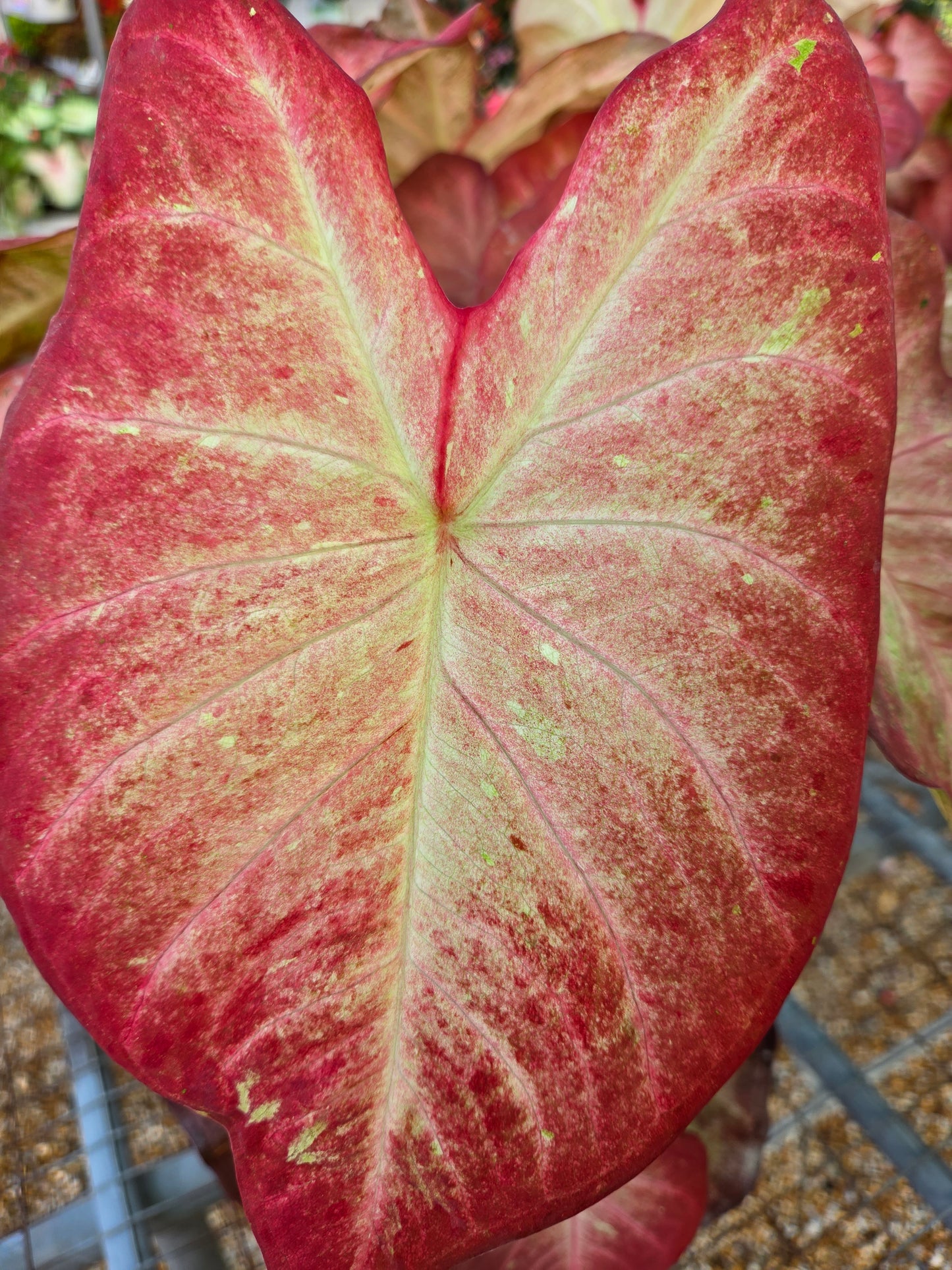 Angel Wings "Heart to Heart Series" (Caladium)