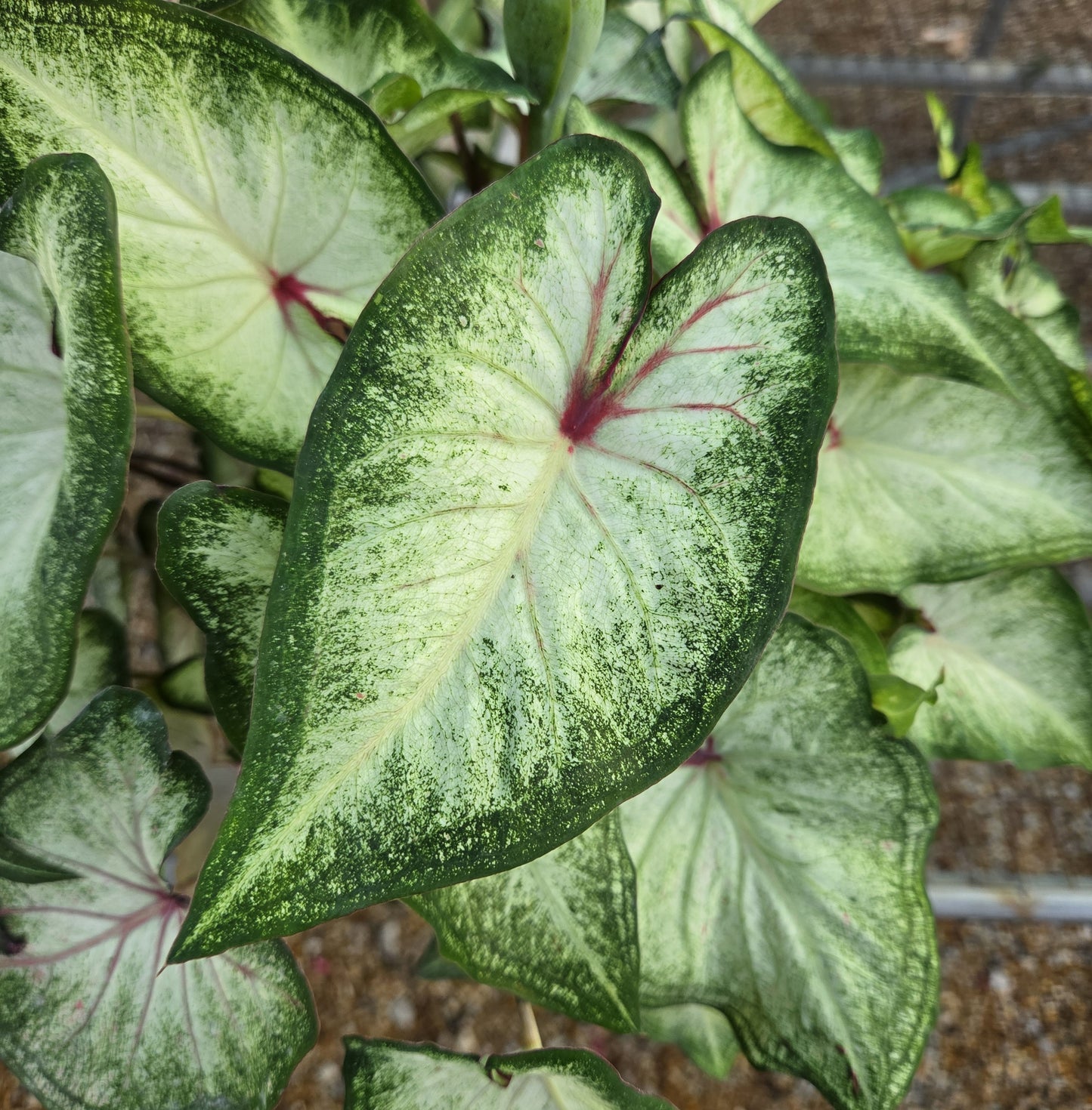 Angel Wings "Heart to Heart Series" (Caladium)