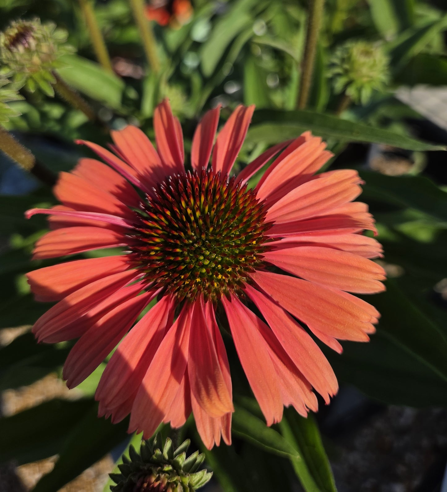 Coneflower, 'Sunseekers Orange' (Echinacea)