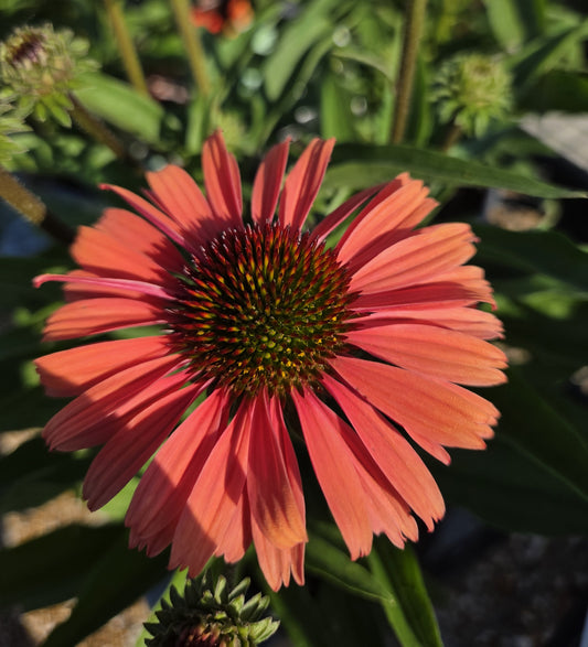 Coneflower, 'Sunseekers Orange' (Echinacea)