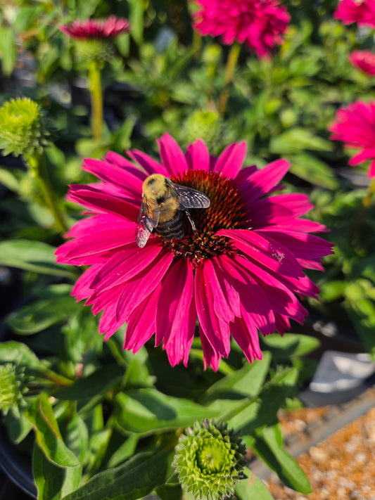 Coneflower, 'Sunseekers Sweet Fuchsia' (Echinacea)