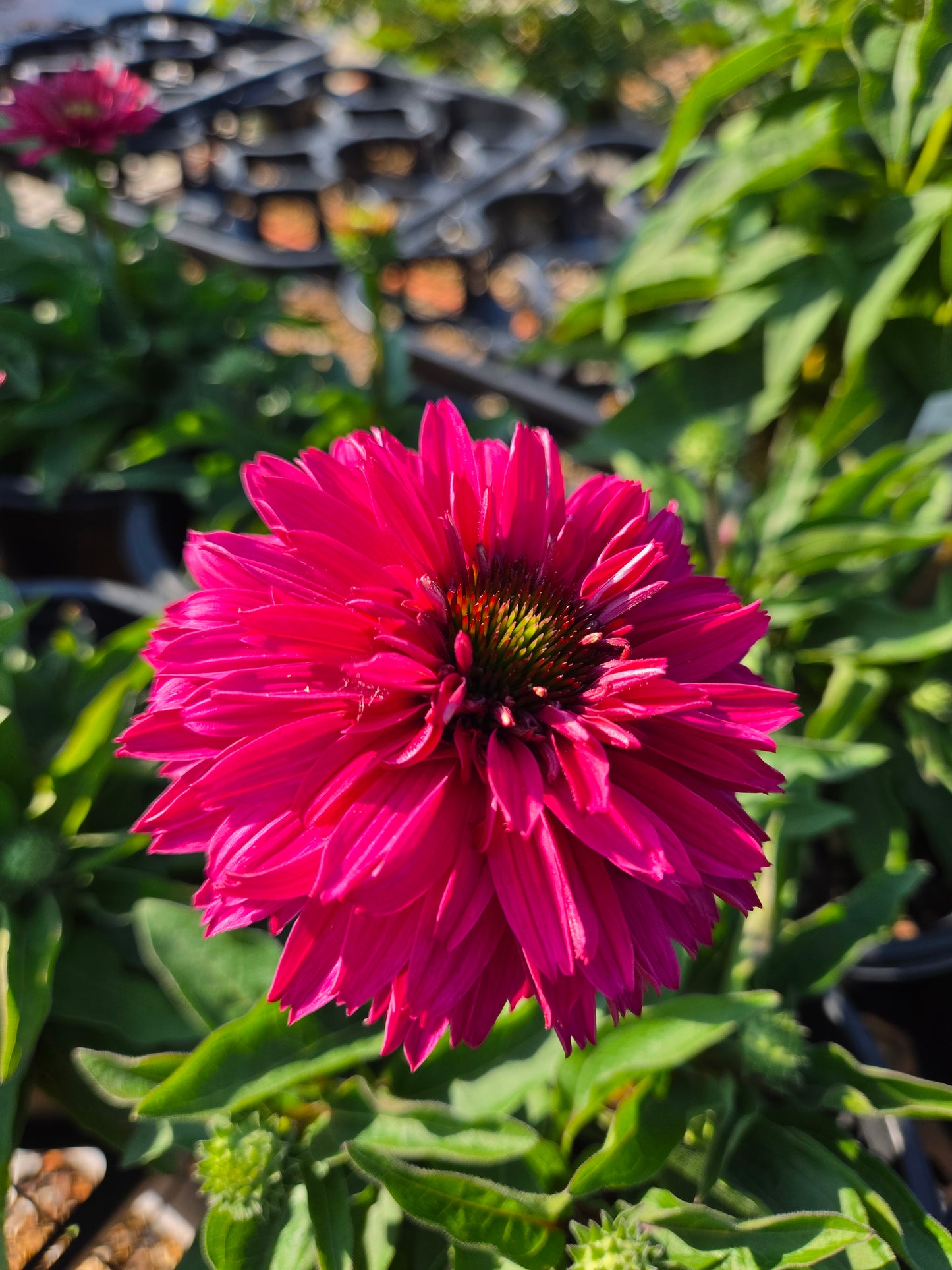 Coneflower, 'Sunseekers Sweet Fuchsia' (Echinacea)