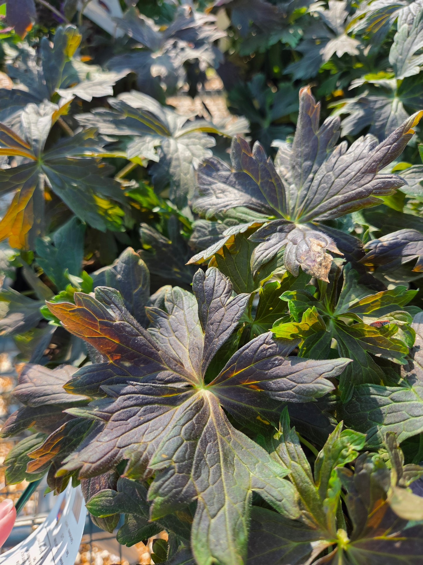 Cranesbill / Hardy Geranium 'Dark Roast' (Geranium)