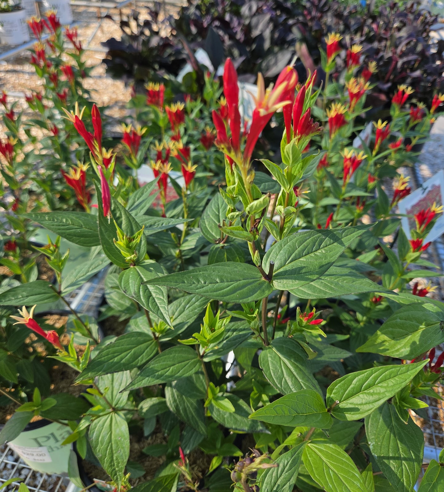 Indian pink 'Little Redhead' (Spigelia)