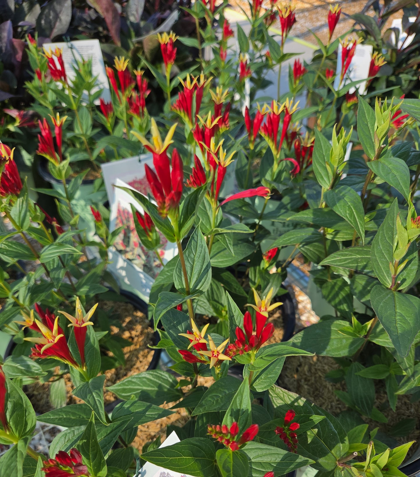 Indian pink 'Little Redhead' (Spigelia)