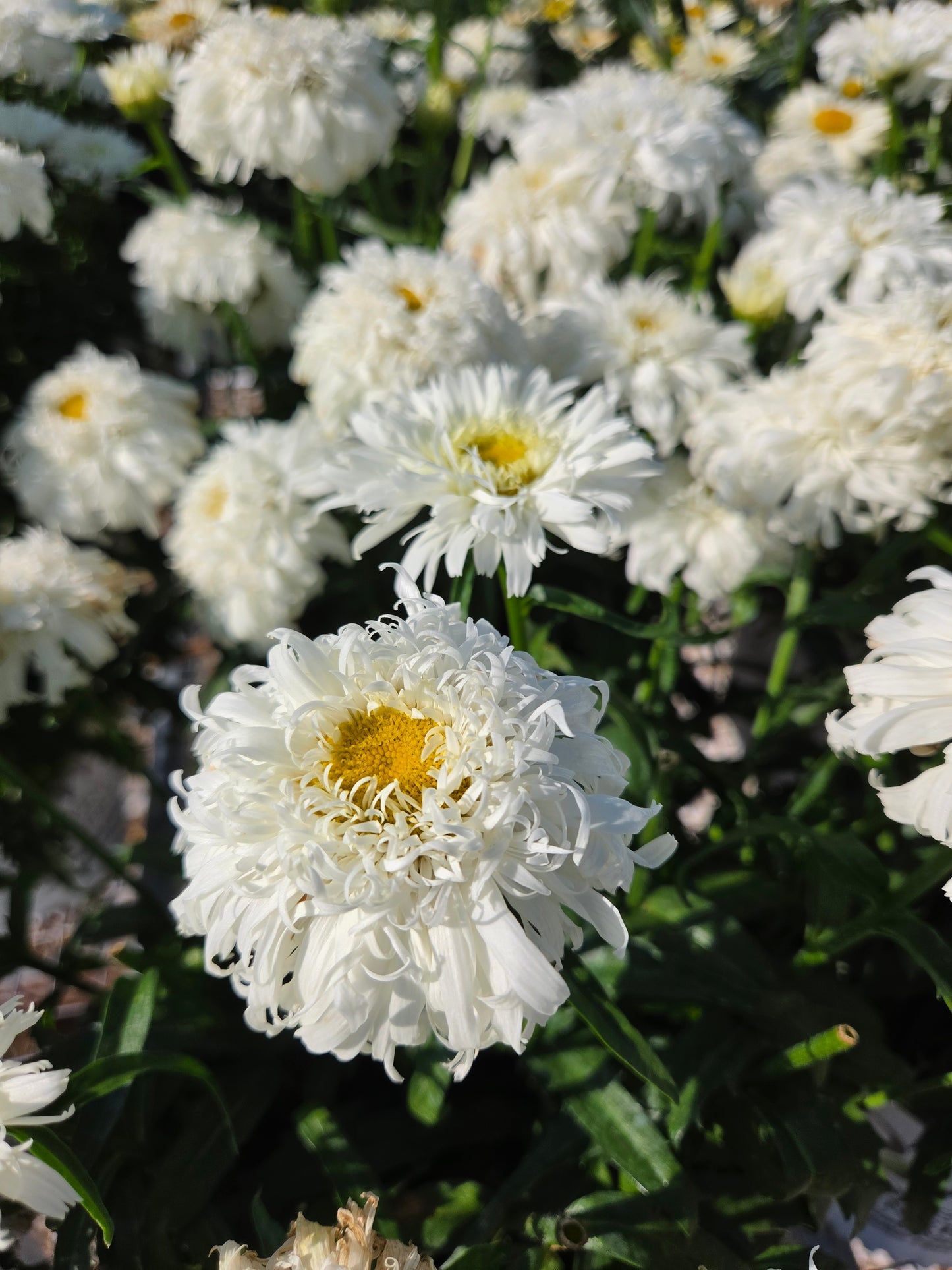 Daisy, Shasta 'Marshmallow' (Leucanthemum)