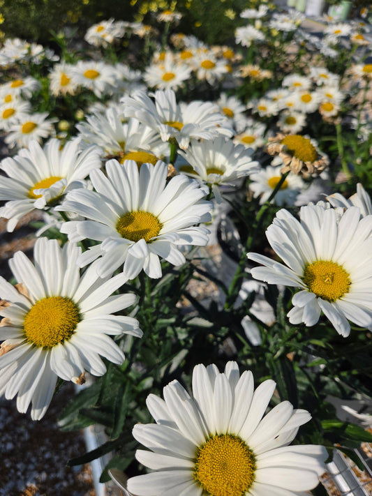 Daisy, Shasta 'Daisy May' (Leucanthemum)