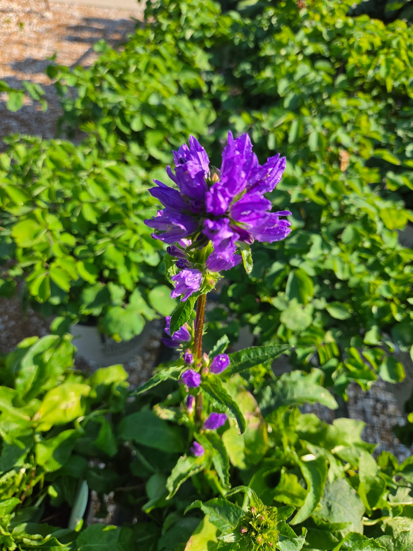 Bellflower, Clustered 'Bells and Whistles' (Campanula)