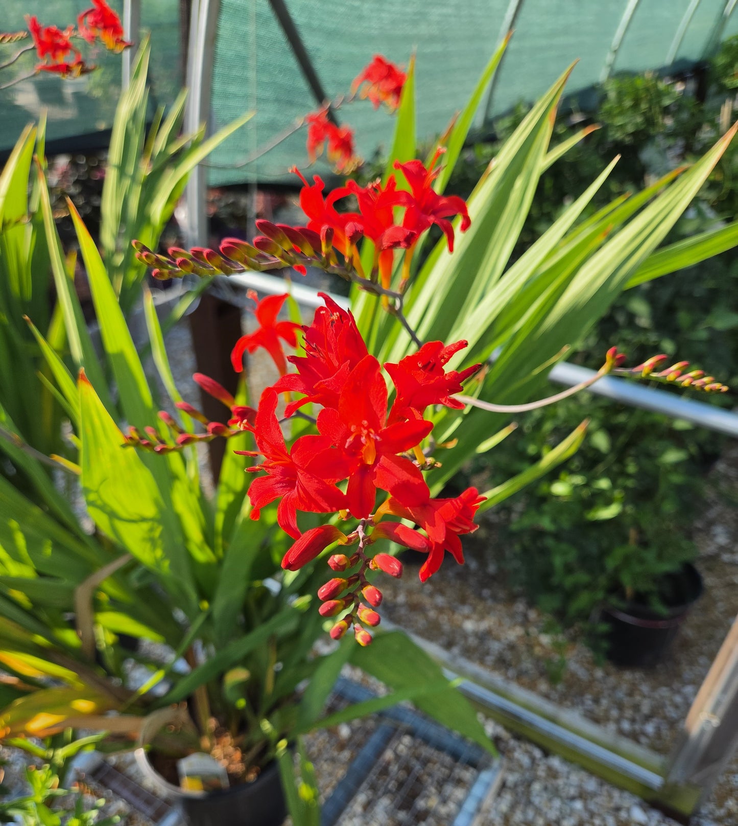 Montbretia 'Lucifer' (Crocosmia)
