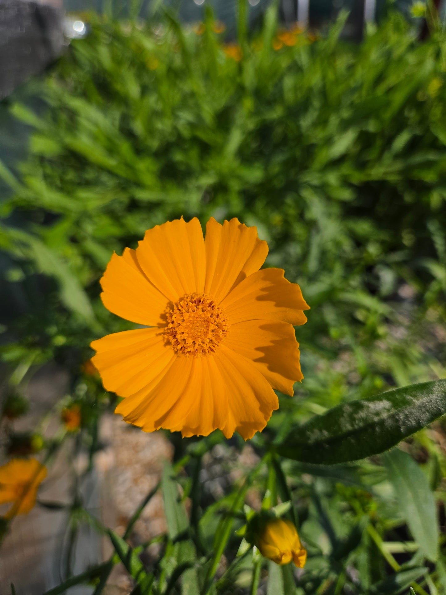 Tickseed, Large-Flowered 'Baby Sun' (Coreopsis)