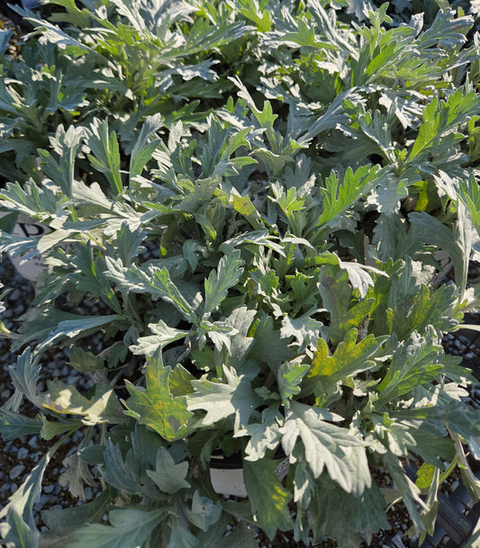 Wormwood 'Silver Lining' (Artemisia)