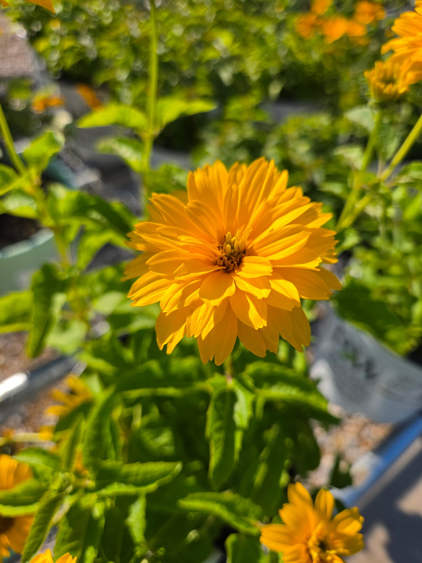 Sunflower, False 'Rays for Days' (Heliopsis)