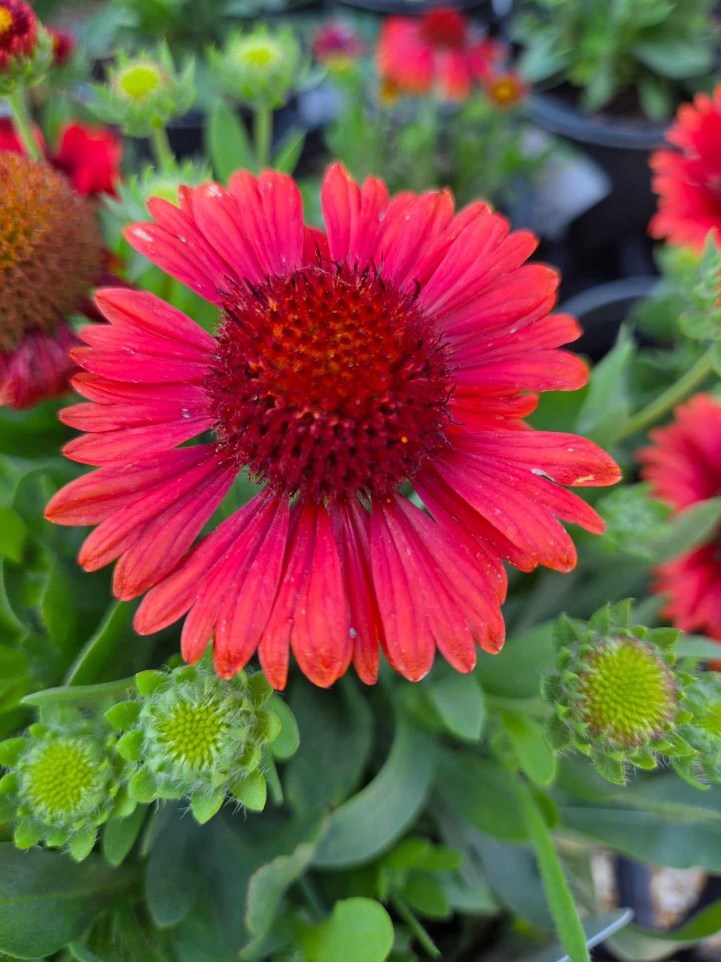 Blanket Flower, Great 'SpinTop Red' (Gaillardia)