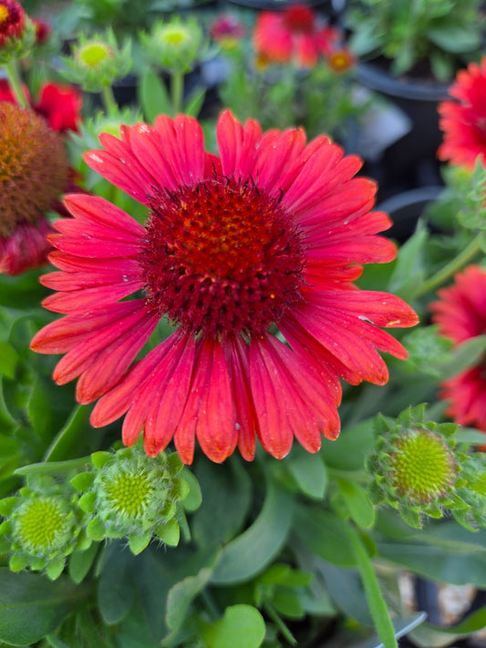 Blanket Flower, Great 'SpinTop Red' (Gaillardia)