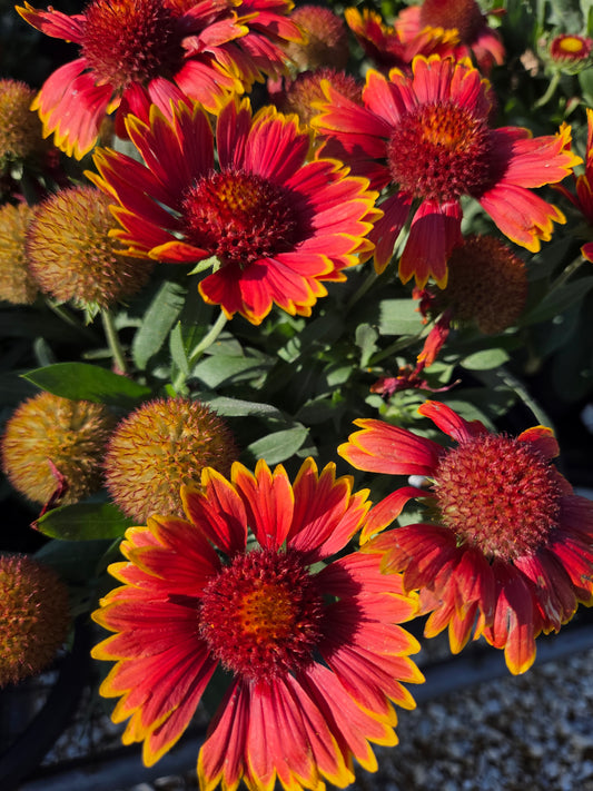 Blanket Flower, Great 'SpinTop Orange Halo' (Gaillardia)