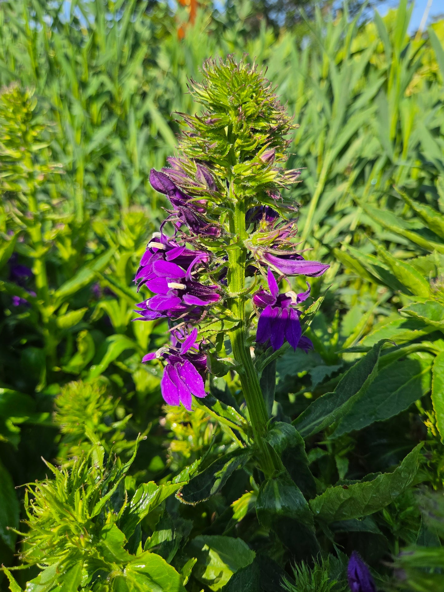 Cardinal Flower 'Starship Blue' (Lobelia)