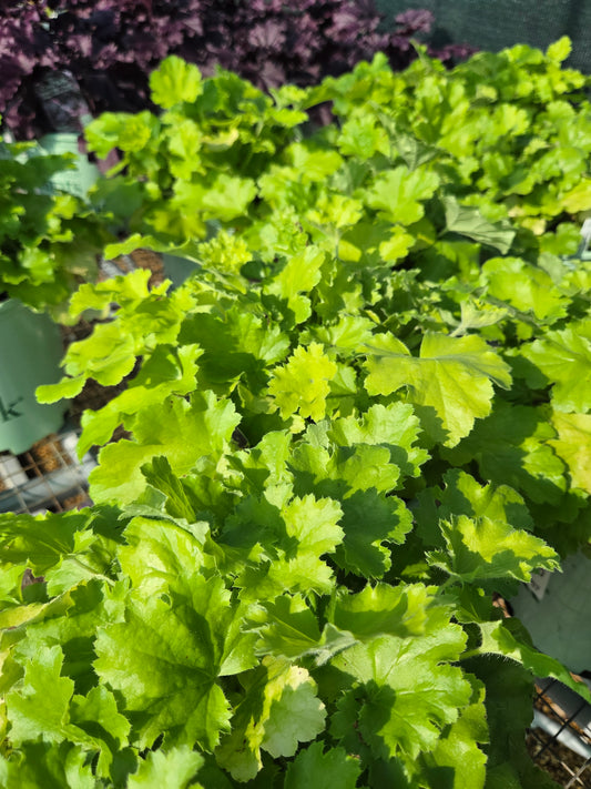 Coral Bells 'Lemon Love' (Heuchera)