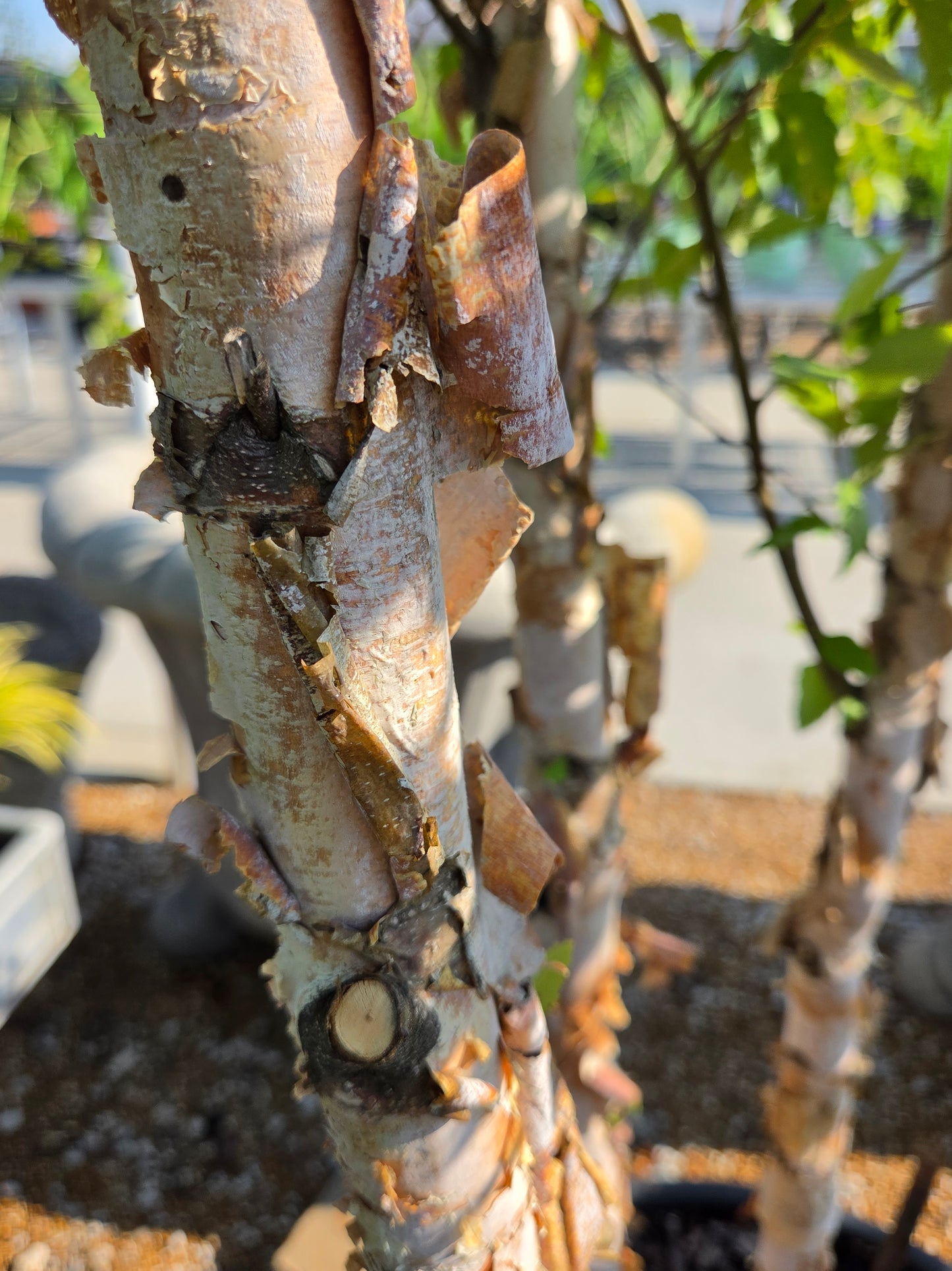 Birch, River Water 'Dura-Heat' (Betula)